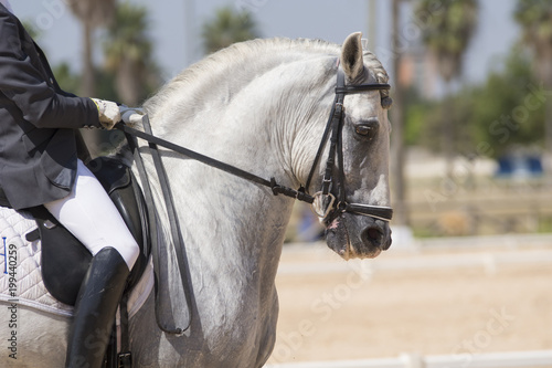 Retrato de un caballo cartujano en una competicion de doma