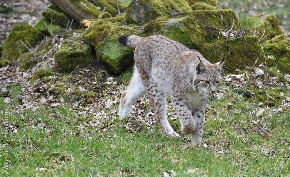Der Luchs