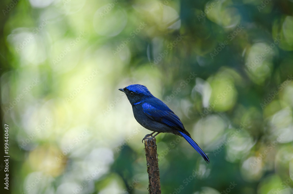 Obraz premium male Large Niltava (Niltava grandis)