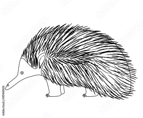 wild echidna australian creature