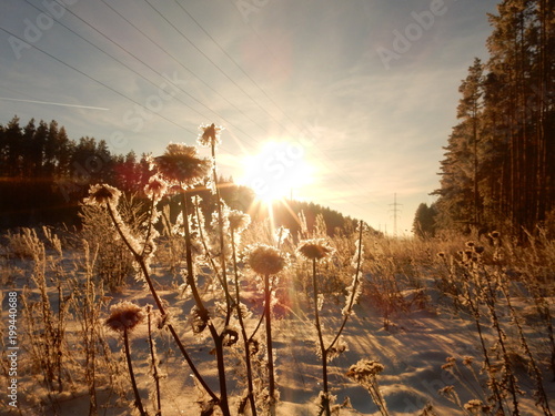 sunset in the forest