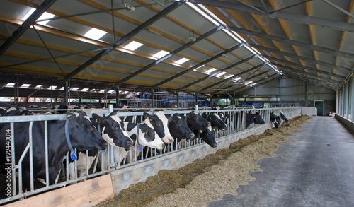 Cows in modern Dutch stable. Roughage