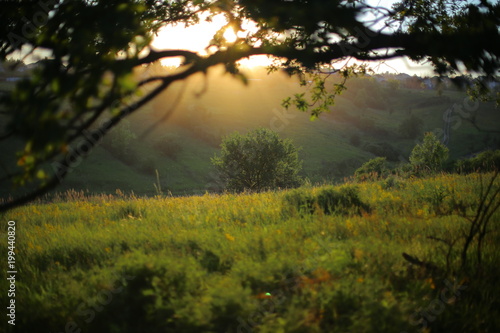 Sunset on a summer evening in the forest