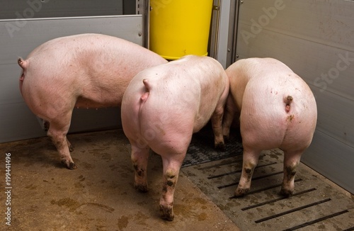 Pigs breeding. Pigs in stable. Farming. Pigs feeding. Back of pigs. photo