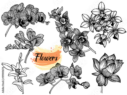 Set of hand drawn sketch style exotic flowers isolated on white background. Vector illustration.