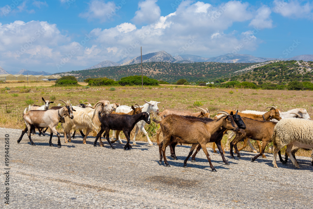 Herd of goats go along the asphalt road. Naxos island, Greece Herd of goats go along the asphalt road. Naxos island, Greece