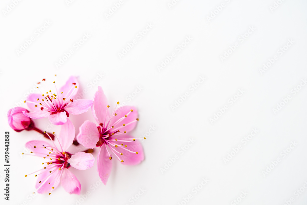 Vivid pnk cherry blossom on white background. Negative space. - obrazy, fototapety, plakaty 