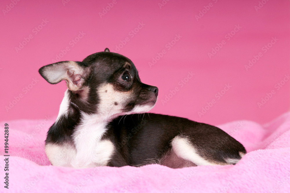 Junger Chihuahua sieht nach oben Junger Chihuahua sieht nach oben