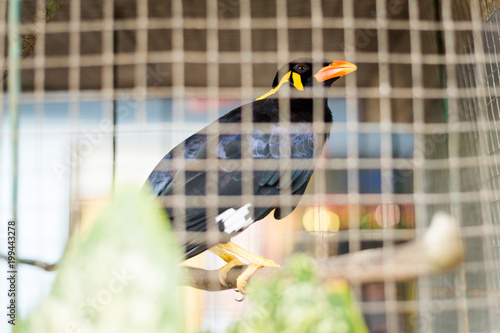 Fototapeta Enslaved bird in cage Thailand