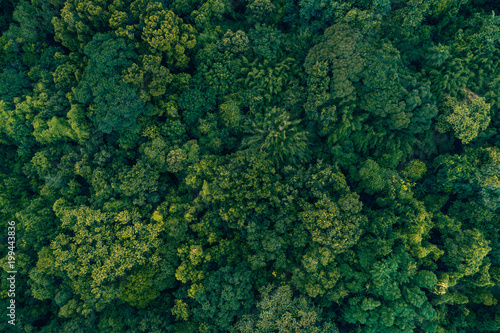 Atlantic Forest Brazil © josefurlan_pissol