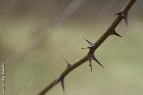 thorn of black locust macro