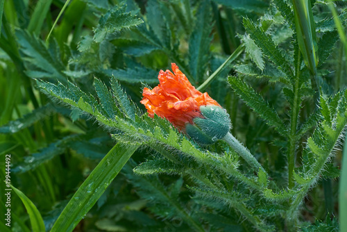 Mohnblume rote Blüte halboffen