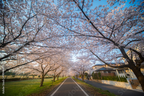 桜街道