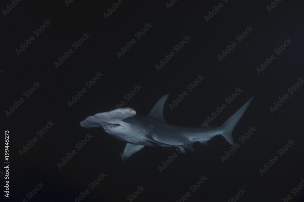 Night Diving with Hammerhead Shark in Bahamas - obrazy, fototapety, plakaty 