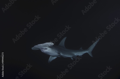 Night Diving with Hammerhead Shark in Bahamas © Martin