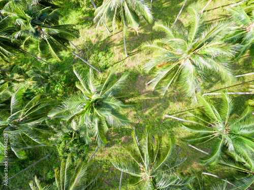 Aerial view of palm tree forest  closeup