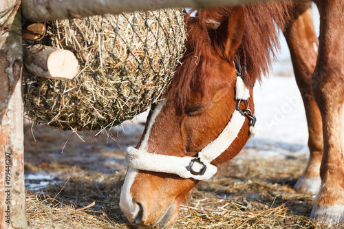 Красивая лошадь крупным планом, кушает сено, за деревянной изгородью 