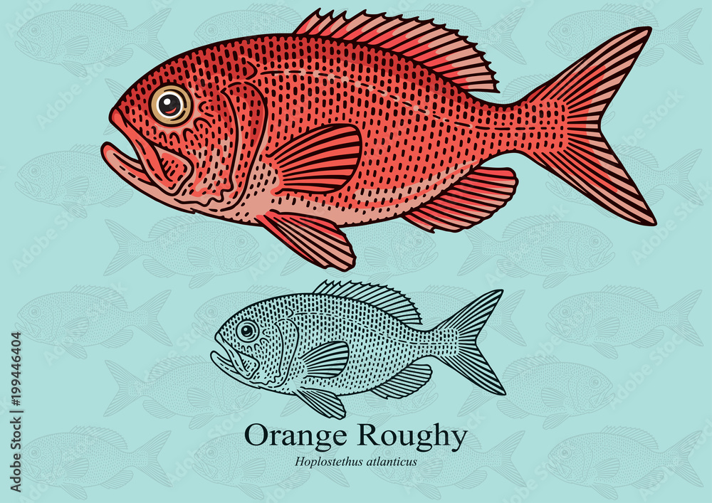 Fototapeta premium Orange Roughy. Vector illustration with refined details and optimized stroke that allows the image to be used in small sizes (in packaging design, decoration, educational graphics, etc.)