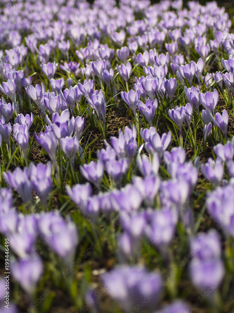 colorfull tulips and other flowers fields. selective focus used. colorfull tulips and other flowers fields. selective focus used.