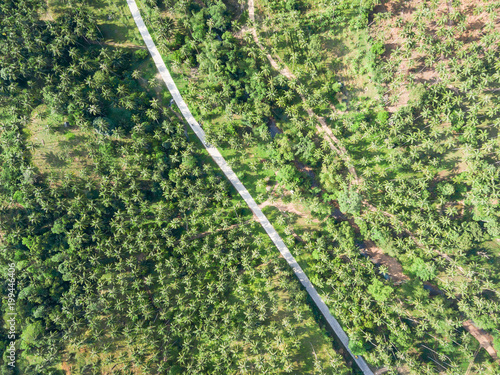 Aerial view of road through a palm tree forest