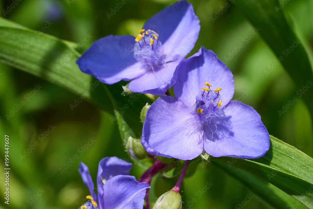 Dekorative blaue Blume mit drei Blütenblättern und gelben Staubgefäßen - Dreimasterblume Dekorative blaue Blume mit drei Blütenblättern und gelben Staubgefäßen - Dreimasterblume