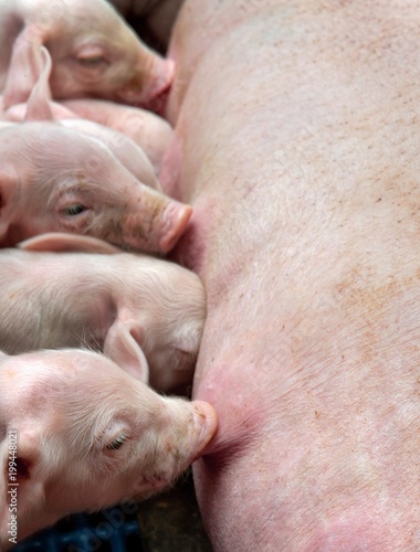 Pigs breeding. Piglets in stable lactating. Nursing. Suckling