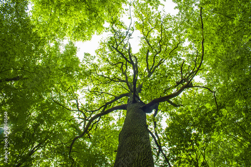 La magie des arbres