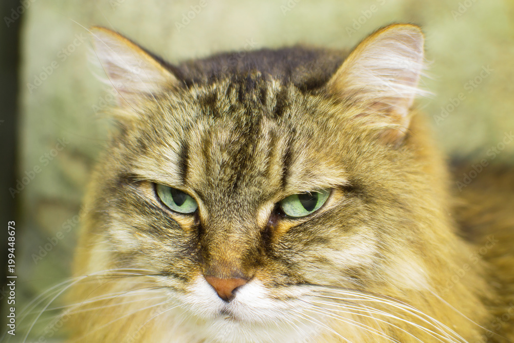 Fototapeta premium portrait of a cat