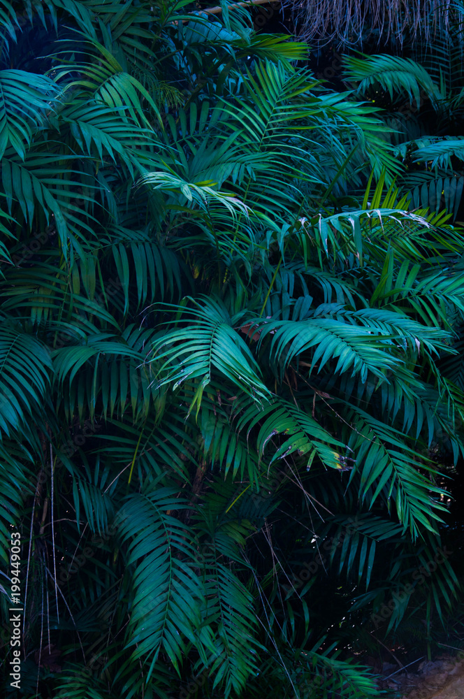 Fototapeta premium Egzotyczna roślina