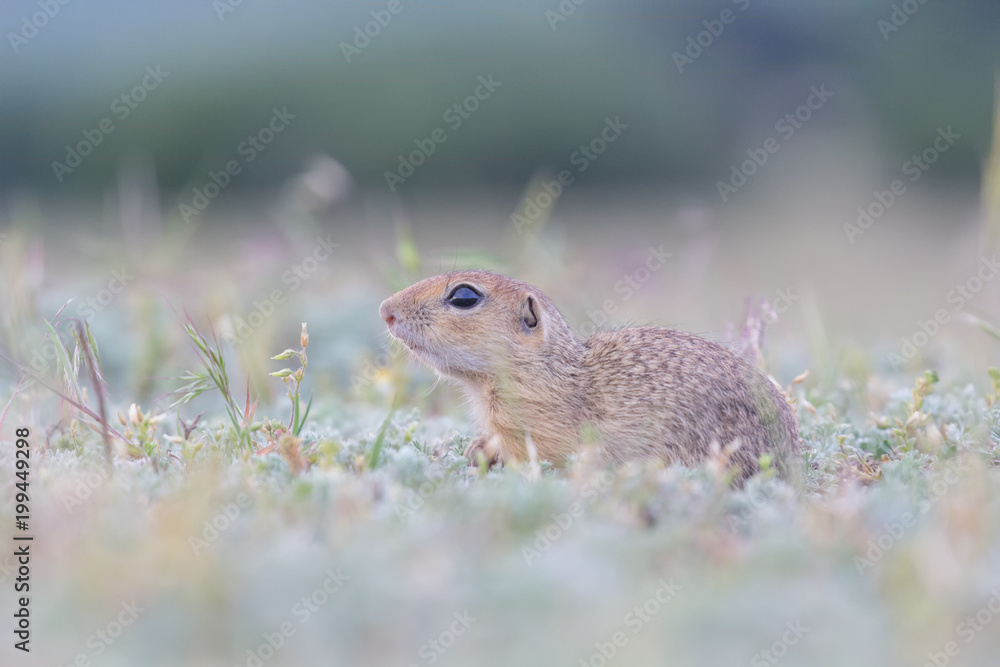 Cute European ground squirrel standing and watching on a field of green grass,Spermophilus citellus Cute European ground squirrel standing and watching on a field of green grass,Spermophilus citellus