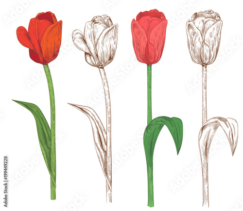 Set of tulips: red, pink flowers, green leaves, stems on white background. Botanical illustration for design, hand draw in engraving sketch vintage style, pattern for coloring, vector