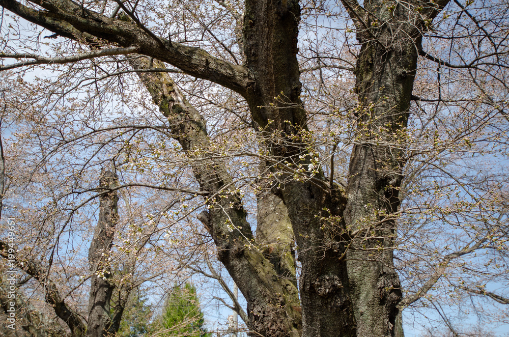 Obraz premium 桜