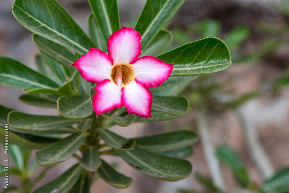 Beautiful flower adenium Beautiful flower adenium