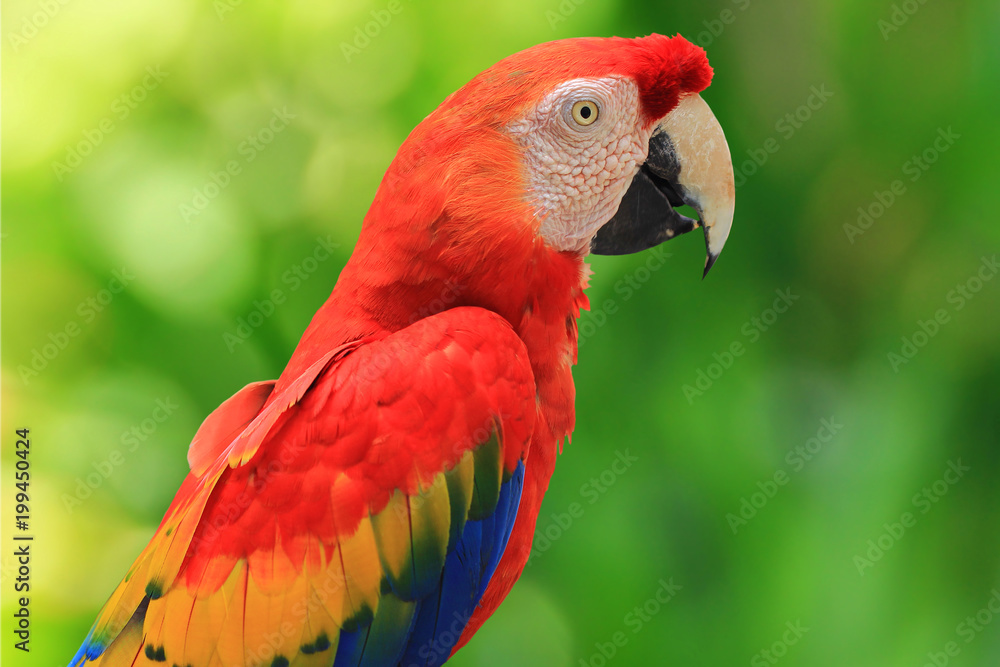 Beautiful bird, Red-and-green Macaw,Greenwinged macaw, parrot