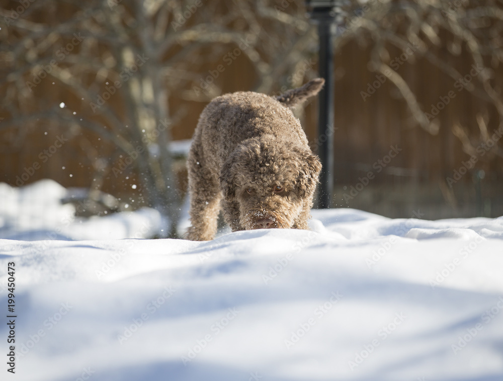 Brown curly haired dog digging the snow outdoors on a sunny day. Brown curly haired dog digging the snow outdoors on a sunny day.