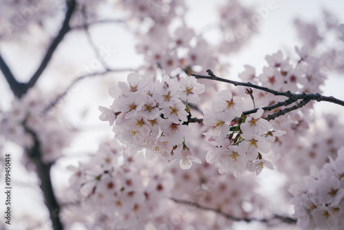 Cherry Blossom in Seoul
