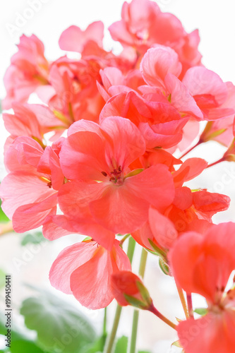 Fototapeta Naklejka Na Ścianę i Meble -  Beautiful pink geranium