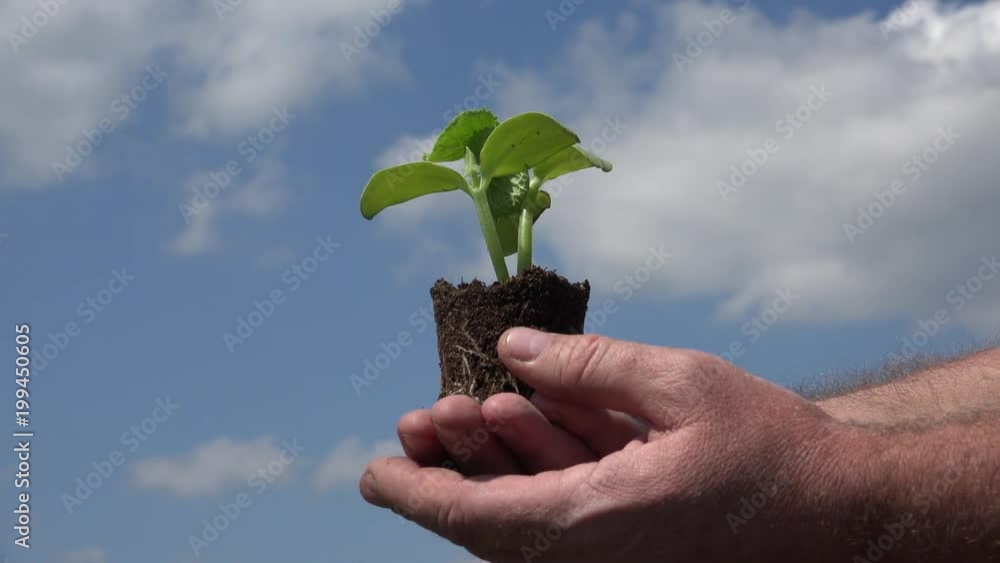 Farmer Keeping in Hands a Small Plant Farmer Keeping in Hands a Small Plant