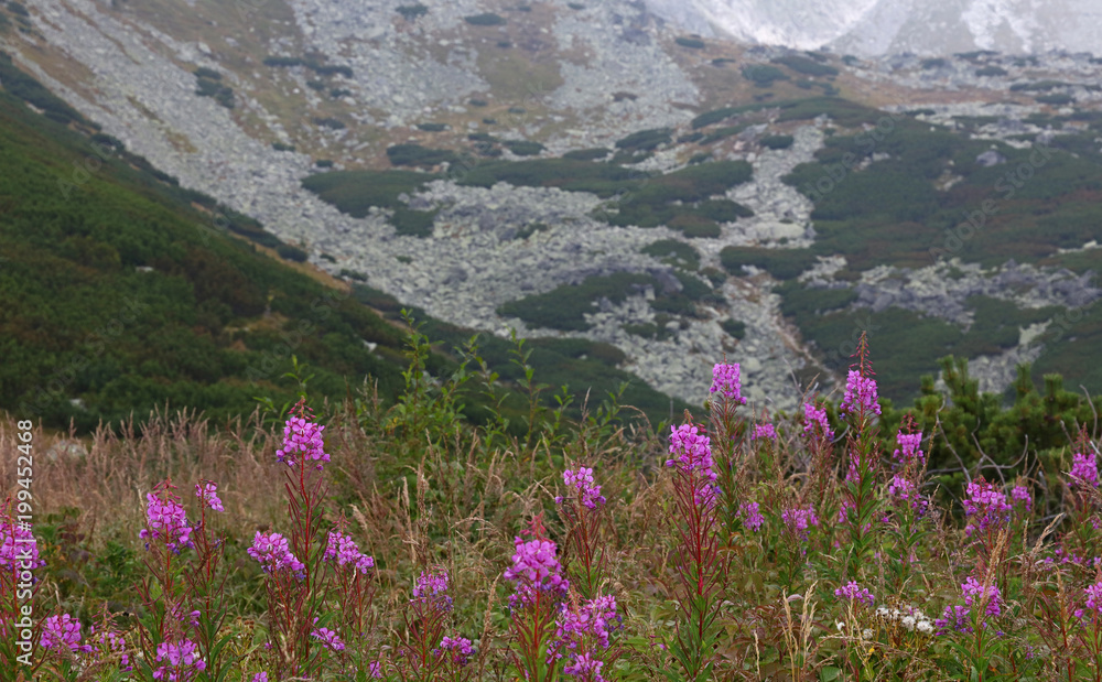 Beautiful mountain landscape with fireweed Beautiful mountain landscape with fireweed