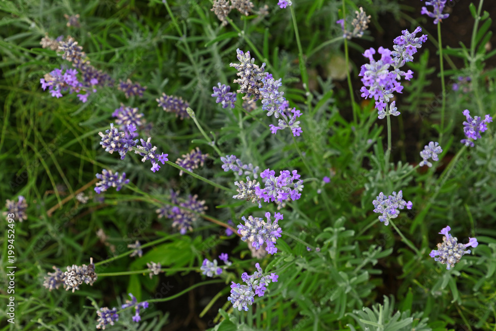 Obraz premium Close up purple lavender flowers in green grass