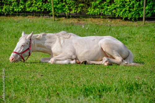 A white horse laying on a green grass in summer © Thipphawan