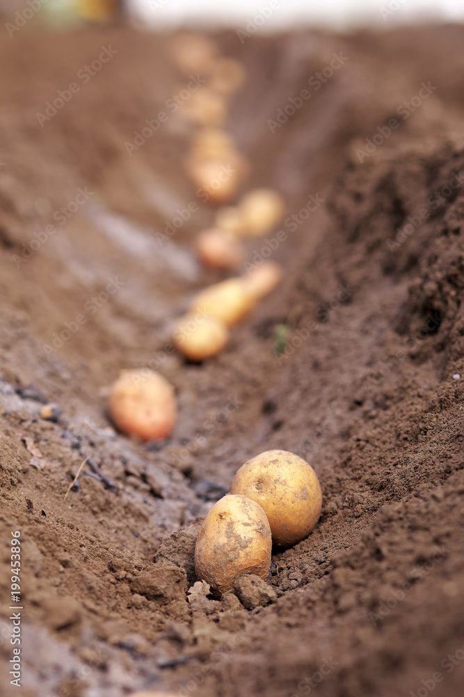 Potato tubers planting into the ground. Early spring preparations for the garden season.