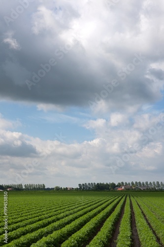 Field of carrots in Dutch polder