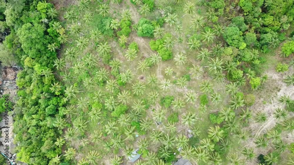Aerial ascending top down view on palms Aerial ascending top down view on palms