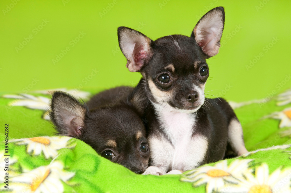 Zwei Chihuahua Welpen auf grüner Decke Zwei Chihuahua Welpen auf grüner Decke