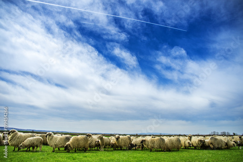 Wallpaper Mural Big flock of sheep on the meadow on the nice sunny day. Wide angle shot with dramatic sky with clouds. Torontodigital.ca