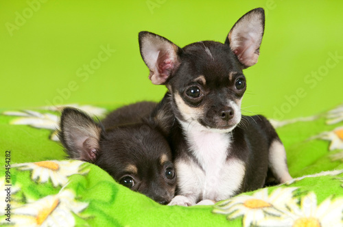 Zwei Chihuahua Welpen auf grüner Decke © DoraZett