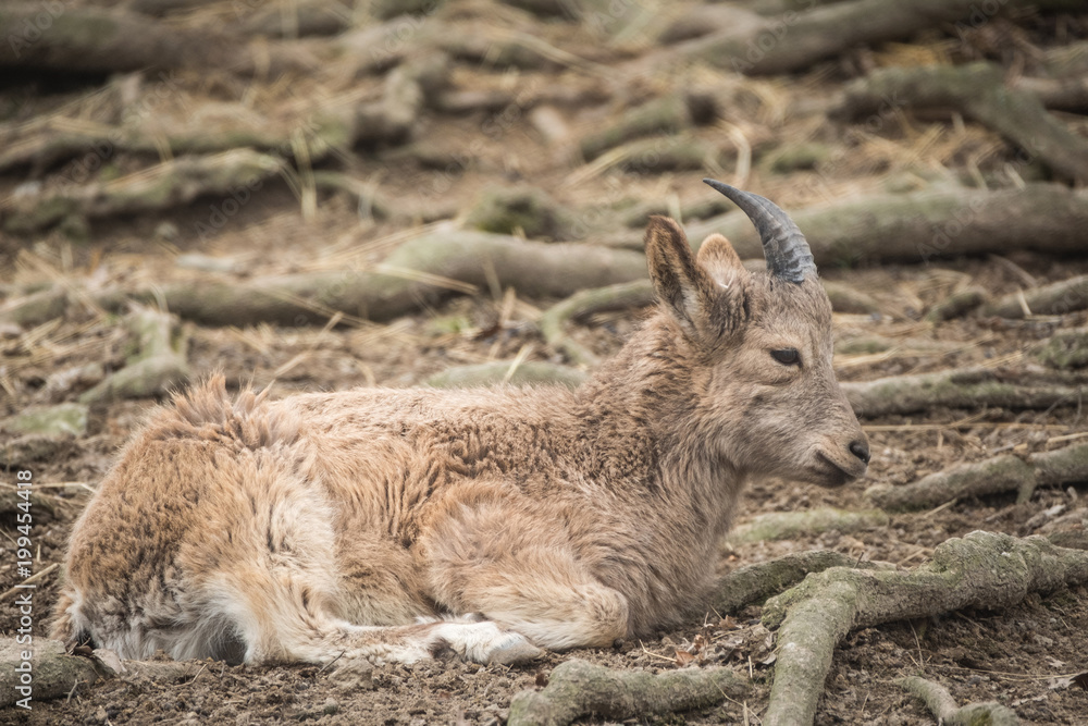 Close portrait of Siberian ibex (Capra sibirica). Close portrait of Siberian ibex (Capra sibirica).