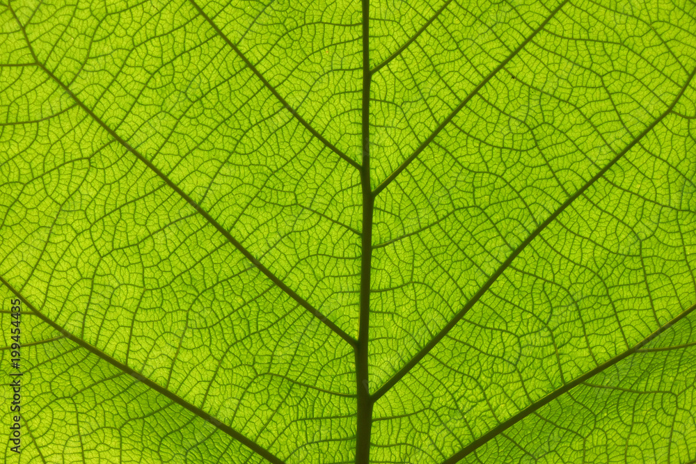 Extreme close up texture of green leaf veins - obrazy, fototapety, plakaty 