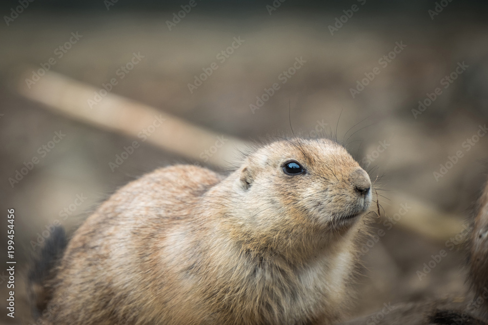 Close portrait of Black-tailed prairie dog (Cynomys ludovicianus). Close portrait of Black-tailed prairie dog (Cynomys ludovicianus).